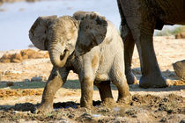 Etosha Pan von Danita Delimont