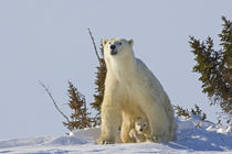 Polar bear cub being protected by mother by Danita Delimont