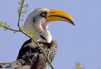 Profile of yellow-billed hornbill bird von Danita Delimont