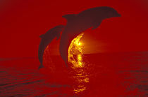 Bottlenose dolphins (Tursiops truncatus); shot with red filter von Danita Delimont