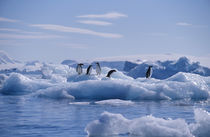 Antarctic Peninsula von Danita Delimont