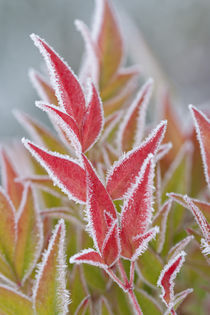 Close-up of frost on fall foliage by Danita Delimont