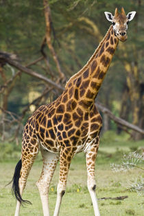 Rothschild's Giraffe at Lake Nakuru NP von Danita Delimont