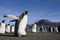 King Penguins (Aptenodytes patagonicus) along shoreline in massive rookery along Saint Andrews Bay von Danita Delimont