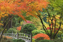 Wooden bridge and maple trees in autumn color at Portland Japanese Garden by Danita Delimont