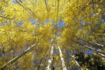 Stevens Pass Fall-colored aspen trees (Populus tremuloides) by Danita Delimont