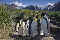 King Penguins (Aptenodytes patagonicus) nesting in rookery in tussock grass along coast at Gold Harbour by Danita Delimont