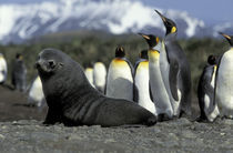 Antarctic fur seal (Arctocephalus gazella) and penguins von Danita Delimont