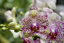 National Orchid Garden located within the Botanic Gardens von Danita Delimont