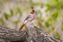 Male pyrrhuloxia bird on log by Danita Delimont