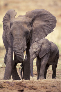 African elephants (Loxodonta africana) by Danita Delimont