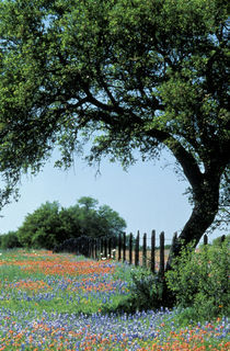 Texas Hill Country Paintbrush and bluebonnets by Danita Delimont