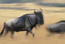 Blurred image of Wildebeest (Connochaetes taurinus) crossing savanna in migration by Danita Delimont