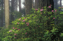 Rhoddy and Redwoods by Danita Delimont