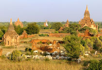 Cows pass by some Bagan temples by Danita Delimont