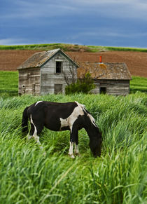 Viewing horses in a field in the Palouse southwest of Colfax in Washington State by Danita Delimont