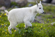 Mountain goat kid at Logan Pass in Glacier National Park in Montana by Danita Delimont
