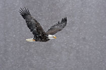 Bald eagle flying through snowstorm by Danita Delimont