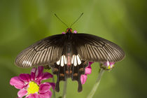 Papilio polytes romulus von Danita Delimont