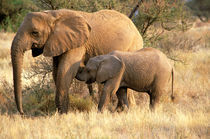 Elephant nursing (Loxodanta africana) by Danita Delimont