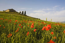 Tuscan Villa in Spring With Poppies by Danita Delimont