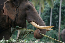 Elephant feeds at Pinnewala Elephant Orphanage near Kegalle (Elephant maximus) von Danita Delimont