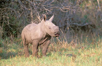 White Rhinoceros young by Danita Delimont