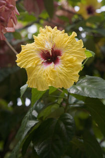 French Polynesia von Danita Delimont