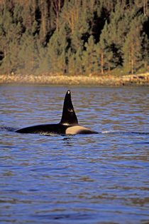 Orca or Killer whale by Danita Delimont