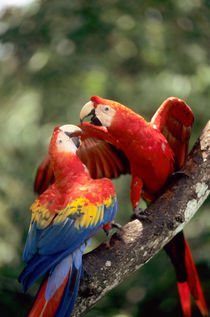 Pair of Scarlet Macaws (Ara macao) on a branch von Danita Delimont