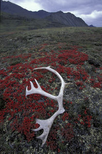 Caribou antler lies amid alpine bearberry in the Northern Brooks Range von Danita Delimont