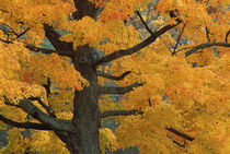 Close-up of sugar maple tree in autumn by Danita Delimont