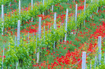 Colorful red poppies in vineyard by Danita Delimont