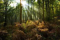 Rays of sunlight streaming through the Forest of Dean in the Fall von Danita Delimont