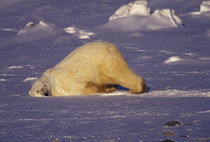 Polar bear playing by Danita Delimont