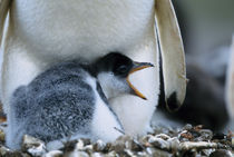 Gentoo penguin chick next to parent by Danita Delimont