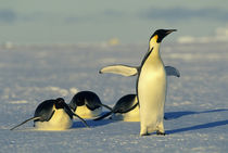 Emperor penguins tobogganing von Danita Delimont
