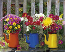 Antique enamelware coffeepots filled with variety of fresh-cut chrysanthemums by Danita Delimont