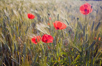 Summer Poppies and Wheat in Tuscany by Danita Delimont