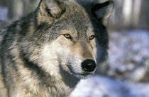 Wolf (Canis lupus) von Danita Delimont