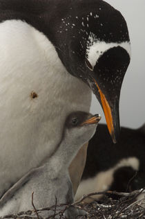 Falkland islands by Danita Delimont