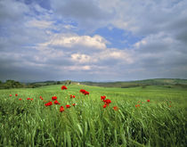 Italy von Danita Delimont