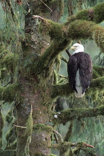 Southeast Alaska Bald eagle (Haliaeetus leucocephalus) in tree by Danita Delimont