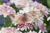 Cithaerias merolina the Glass Wing Butterfly von Danita Delimont