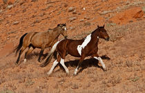 Horses roaming the Big Horn MT of Shell Wyoming von Danita Delimont