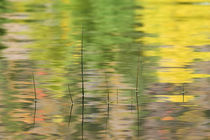 Reflections in water with reeds von Danita Delimont
