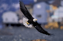 Kenai Peninsula Bald eagle flying over beach houses by Danita Delimont