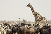 A lone giraffe stands tall above the many animals at a waterhole by Danita Delimont