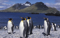 South Georgia Island King penguins and chinstrap penguins on beach von Danita Delimont