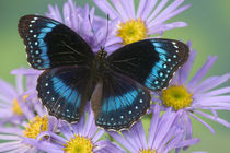 Hypolimnas alimena the Blue-banded Eggfly Butterfly from PNG by Danita Delimont